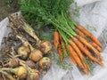 Onions and carrots- Garden - Gardening - organic food Royalty Free Stock Photo