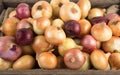 Onions of different varieties: yellow, red, pink-salad. Royalty Free Stock Photo