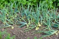 Onions - ecological vegetable garden Royalty Free Stock Photo