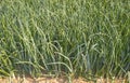 Onions field for dehydrated food industry