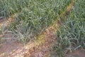 Onions field for dehydrated food industry at sunset