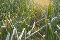 Onions field for dehydrated food industry at sunset