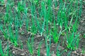 Onions in the garden. Weeds. Royalty Free Stock Photo
