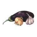 Onions, garlic and eggplants on a white background drawn in watercolor Royalty Free Stock Photo