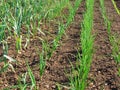 Onions and garlic growing.