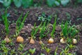 Onions growing in the garden