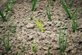 Onions growing in the garden in rows at open ground farm. Garden bed with onions, gardening and farming concept. agricultural