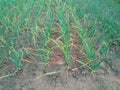 Onions growing in garden in rows open ground at farm