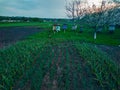 Onions growing in garden in rows open ground at farm