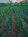 Onions growing in garden in rows open ground at farm