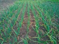 Onions growing in garden in rows open ground at farm