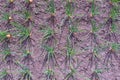 Onions growing in garden in a rows in open ground in farm, top view.