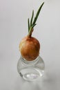 Onions growing in a glass jar with water Royalty Free Stock Photo