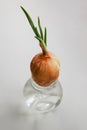 Onions growing in a glass jar with water Royalty Free Stock Photo