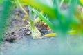 Onions growing in the ground close-up. Onion head growing in a home garden Royalty Free Stock Photo