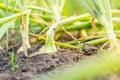 Onions growing in the ground close-up. Onion head growing in a home garden Royalty Free Stock Photo