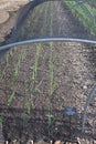 Onions growing in the soil in the grounds of Le Manoir aux Quat Saisons in Oxfordshire in the UK Royalty Free Stock Photo