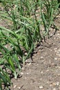 Onions growing in a vegetable garden