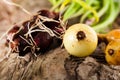 Onions on grunge wood Royalty Free Stock Photo