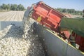 Onions harvester at work. Machine loading truck