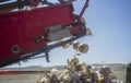 Onions harvester at work. Machine loading truck