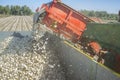 Onions harvester at work. Machine loading truck