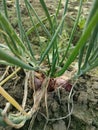 These onions have large bulbs even though they are not grown in large fields where temperatures are good in winter