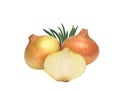Onions isolated on white background. Top view Royalty Free Stock Photo