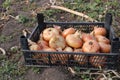 Onions lies in a plastic box.