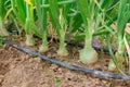 Onions in the orchard with irrigation hoses Royalty Free Stock Photo