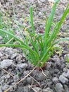Onions plant, growing onion. Royalty Free Stock Photo