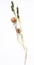 an onions plant with two sprouts and one sprout- Royalty Free Stock Photo