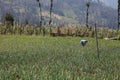 Onions in plantation farm near mount Bromo, East Java, Indonesia