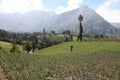 Onions in plantation farm near mount Bromo, East Java, Indonesia Royalty Free Stock Photo