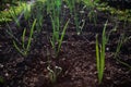 Onions planted in rows on the black fertile ground Royalty Free Stock Photo