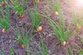 Onions plants growing in garden in a rows in open ground in farm.