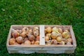 Onions in a rectangular wicker basket that lies on the green grass. It's time to pick vegetables. The ant runs along the Royalty Free Stock Photo