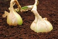 Onions in soil. Royalty Free Stock Photo