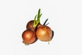 Onions are usually grown from seed and growing in home Royalty Free Stock Photo
