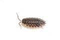 Oniscus asellus woodlouse small crustacean terrestrial animal Royalty Free Stock Photo