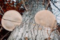 Conk growing on deciduous tree Royalty Free Stock Photo