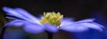 Flower banner. Blue and dark moonflower anemone blanda flower petals macro, selective focus Royalty Free Stock Photo