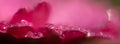Flower banner. Pink magenta gerbera daisy flower petals macro, selective focus Royalty Free Stock Photo