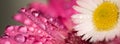 Flower banner. Pink magenta gerbera daisy flower petals macro, selective focus Royalty Free Stock Photo