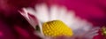 Flower banner. Pink magenta gerbera daisy flower petals macro, selective focus Royalty Free Stock Photo