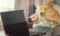 Online dog looking at laptop