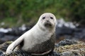 Onlooker seal