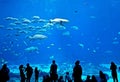 Onlookers in front of a huge aquarium