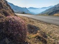 Onobrychis cornuta bush on a mountain slope near an empty asphalt road against the background of large blue mountains