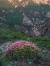 Onobrychis cornuta bush on a mountain slope